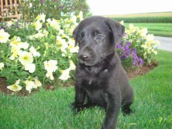 Puppies in PA